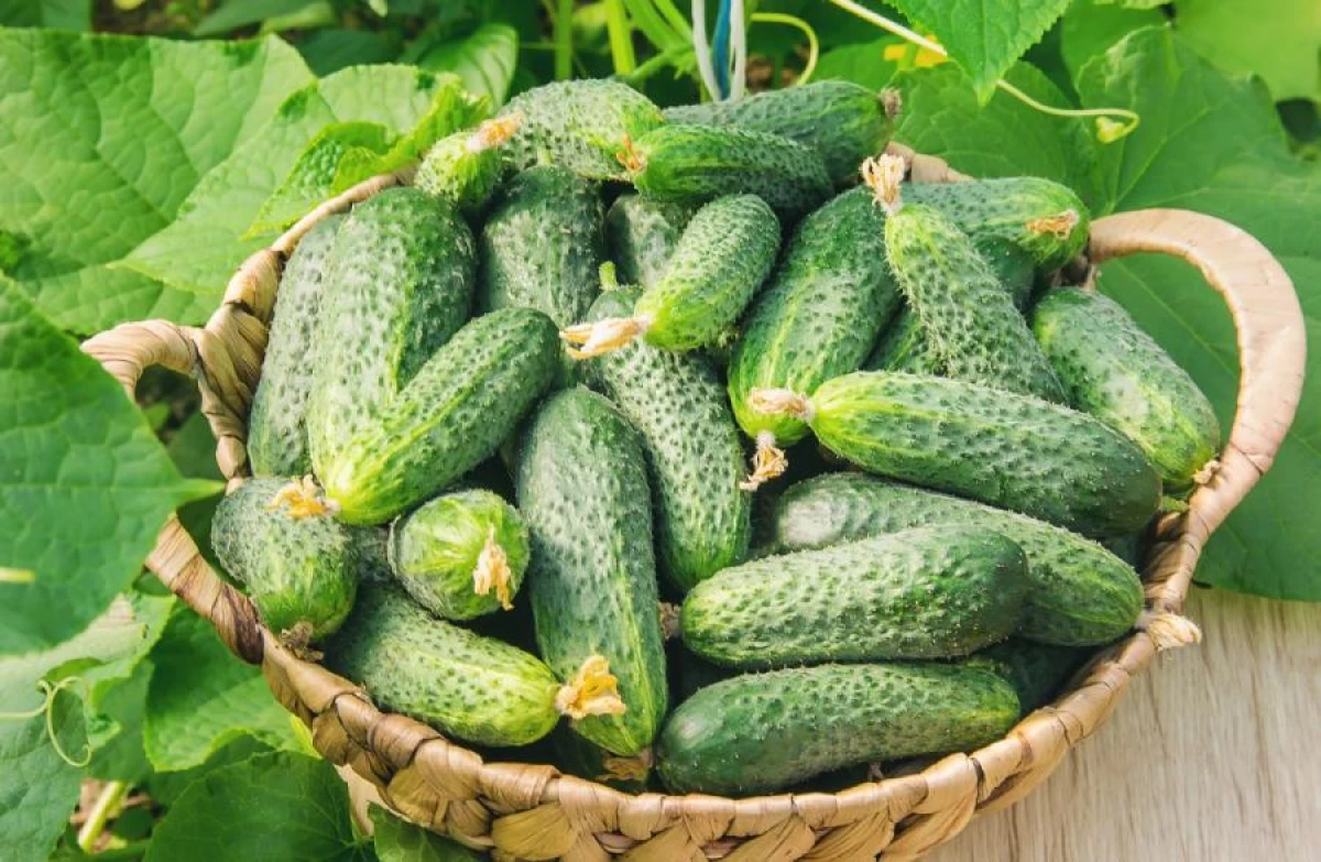 How to Protect Your Harvest from Rot: Tips from Gardeners