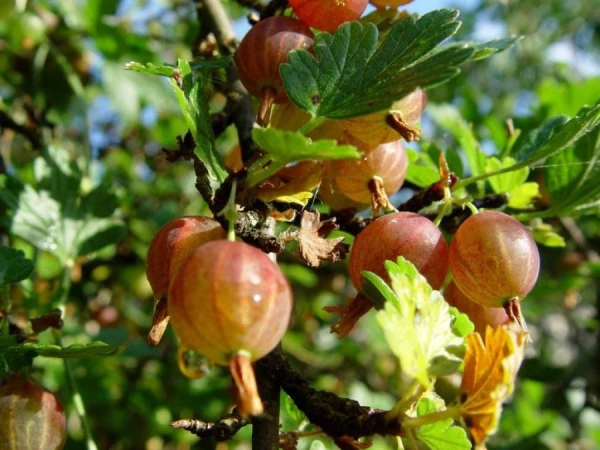 Effective Fertilizer for Gooseberries: Large and Sweet Berries