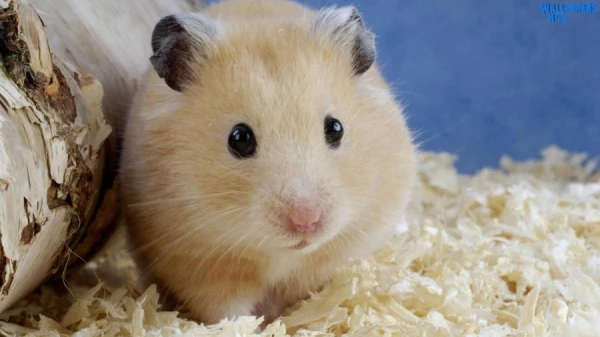 Caution, Angry Hamster: Scientists Accidentally Bred Aggressive Rodents