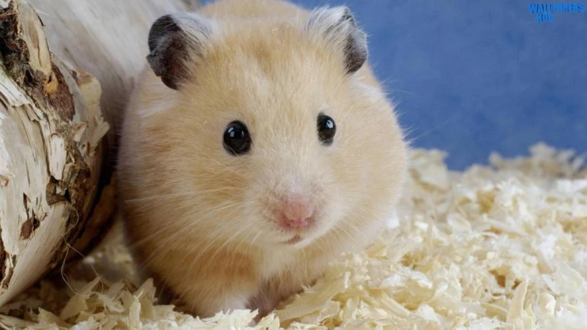 Caution, Angry Hamster: Scientists Accidentally Bred Aggressive Rodents