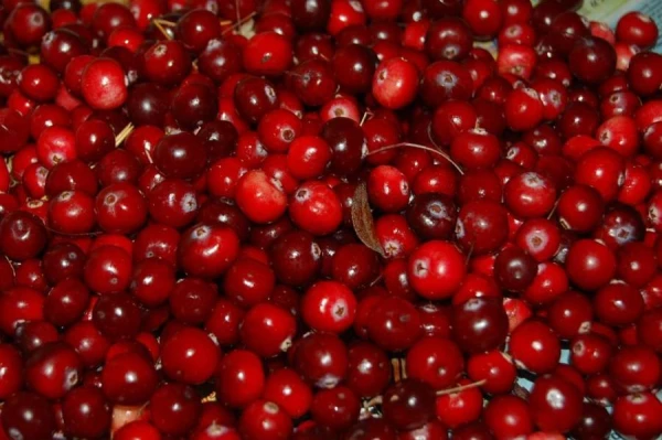Why You Should Include Cranberries in Your Diet?