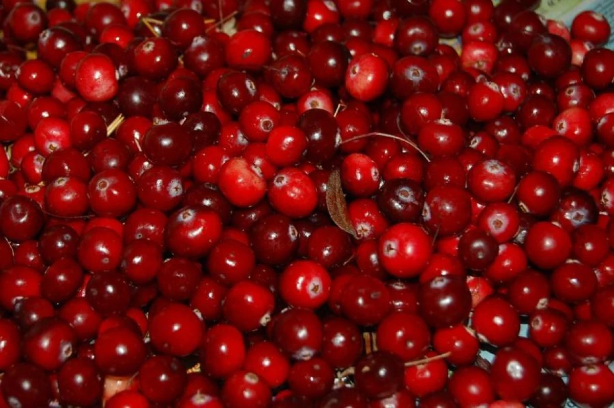 Why You Should Include Cranberries in Your Diet?