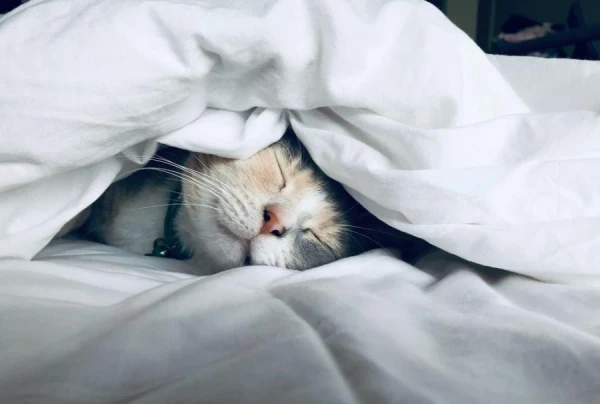 How to Tell if Your Cat is Sad: 6 Signs
