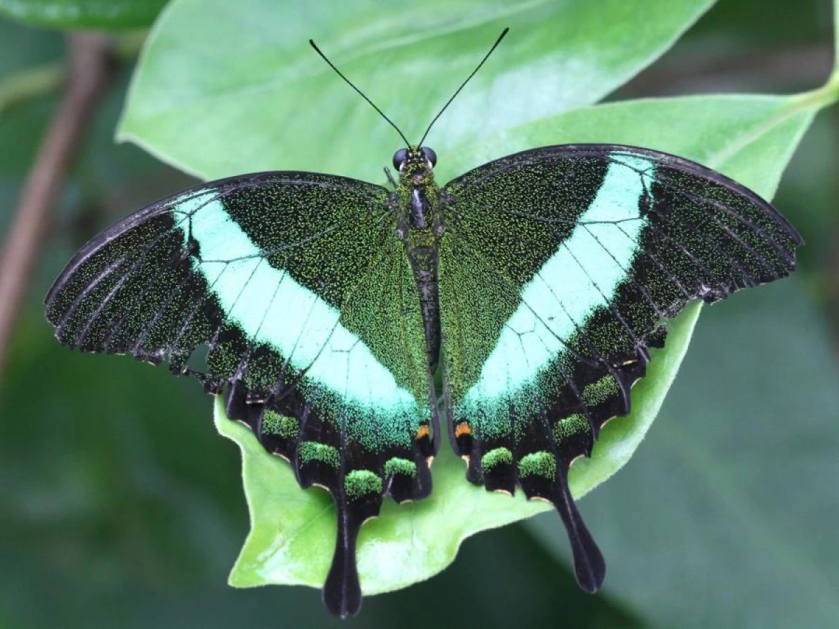Do all caterpillars become butterflies?