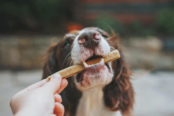 Which herbs should not be given to dogs?