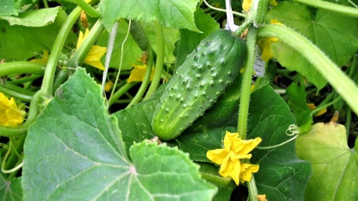 Effective Fertilization for Cucumbers: Secrets of Successful Planting
