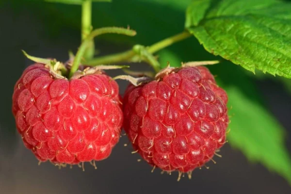 Want to Harvest Raspberries by the Bucket? Use a Secret Ingredient