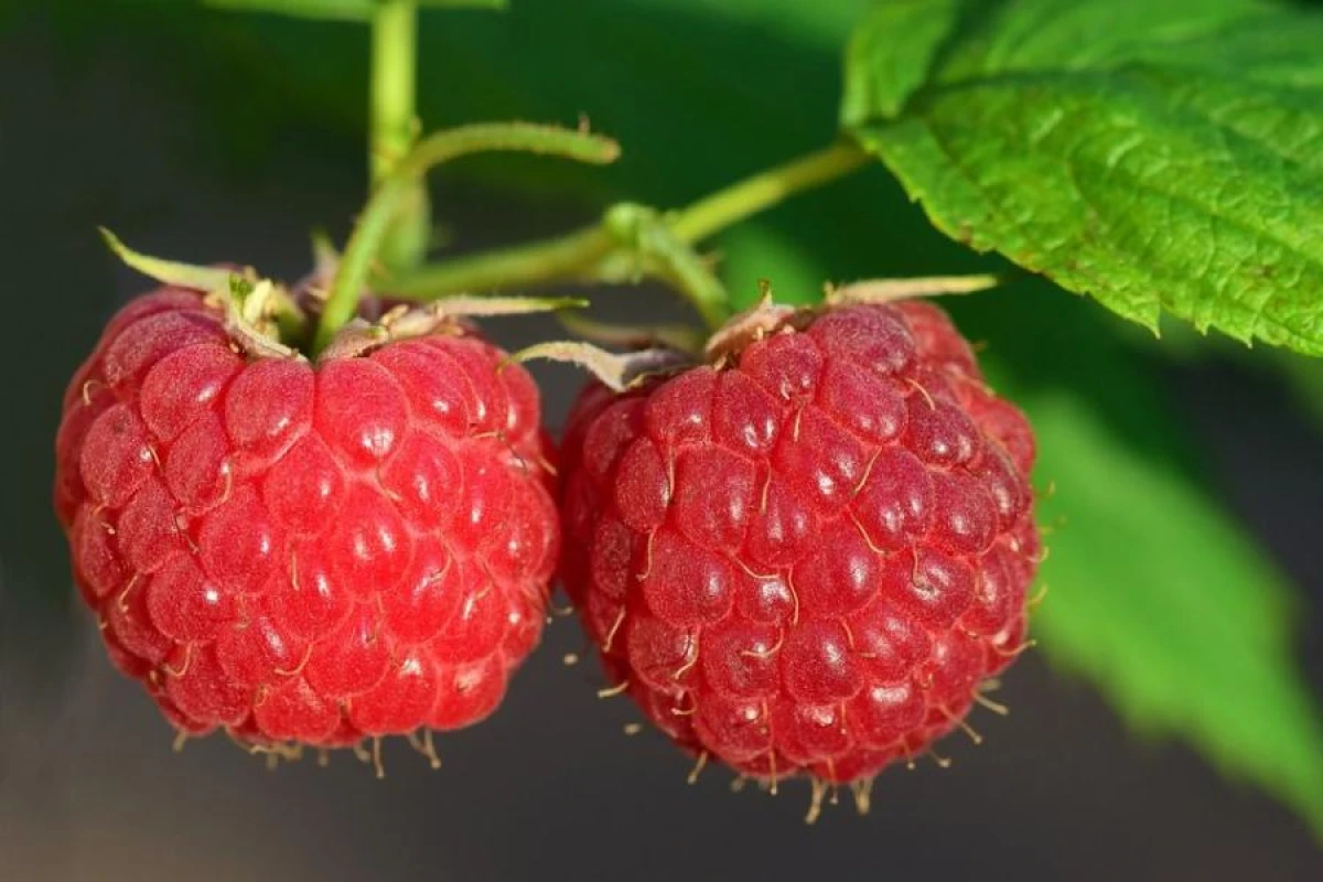 Want to Harvest Raspberries by the Bucket? Use a Secret Ingredient