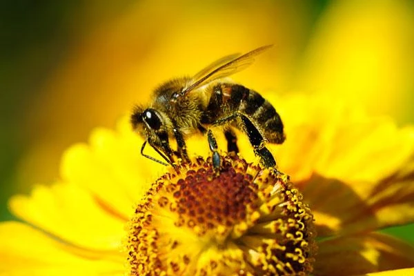 Is it true that bees die after stinging?