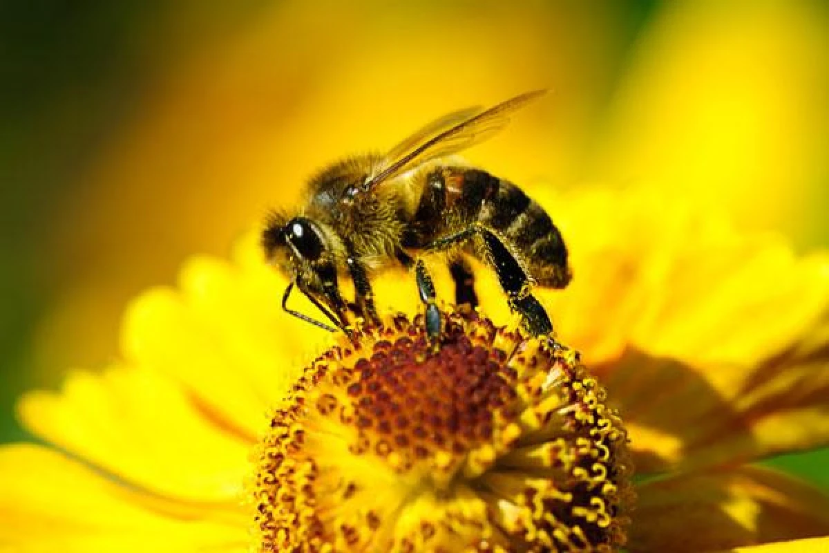 Is it true that bees die after stinging?