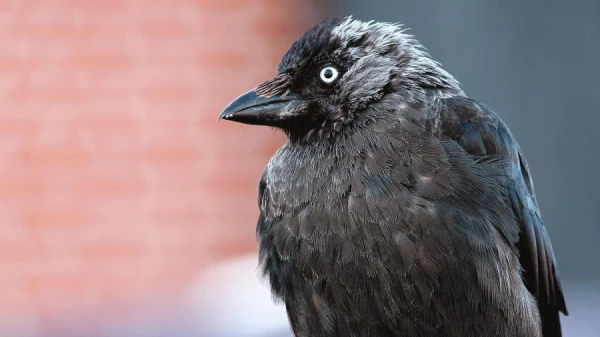 Ornithologists Discover Signs of Democracy in Jackdaws