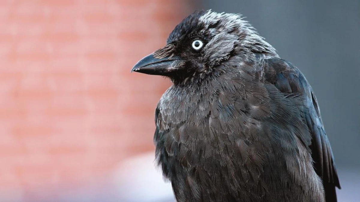 Ornithologists Discover Signs of Democracy in Jackdaws