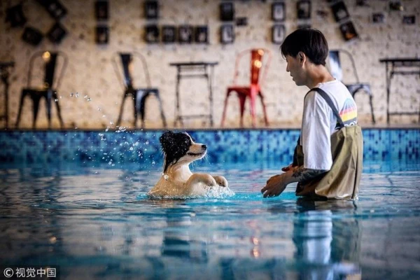 A Chinese Man Built a Luxurious Mansion for Dogs with a Disco and Amusements