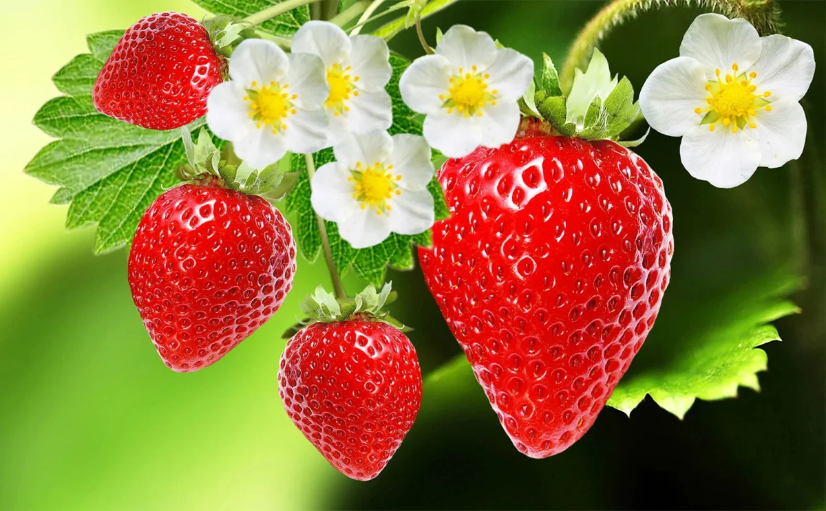 Strawberries Against Inflammation: How the Berry Benefits the Body