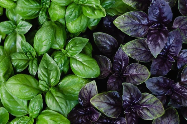 Plants That Should Not Be Planted Together