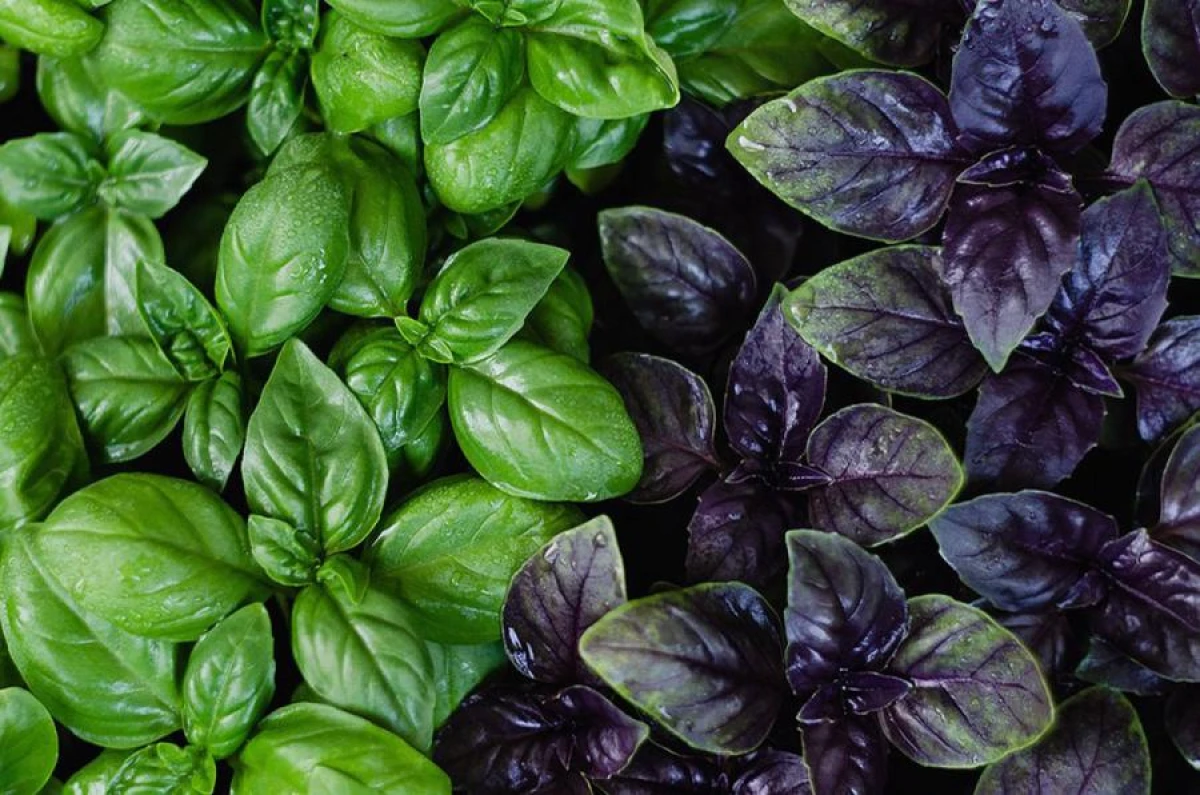 Plants That Should Not Be Planted Together