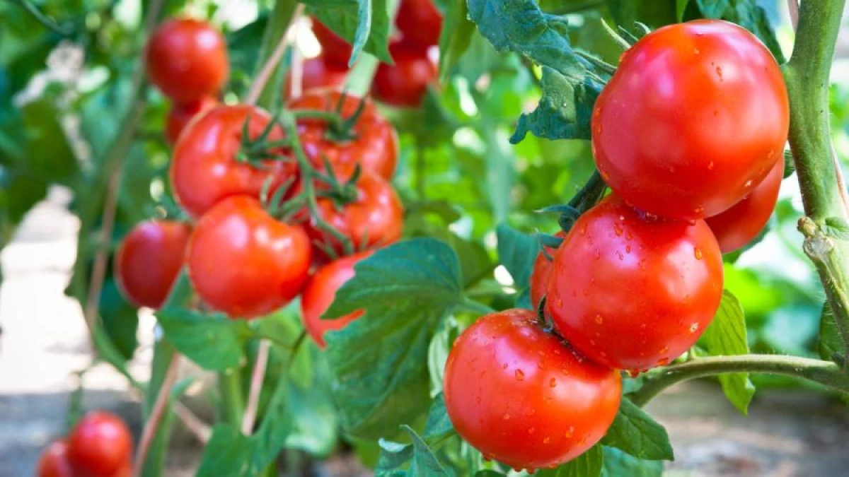 Can Wood Ash Be Used to Fertilize Tomatoes: Important Points