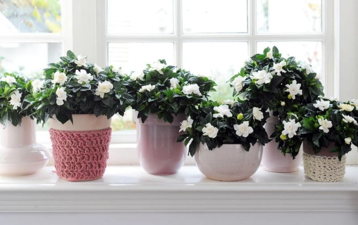 5 places in the apartment where you shouldn't put flowers: important tips