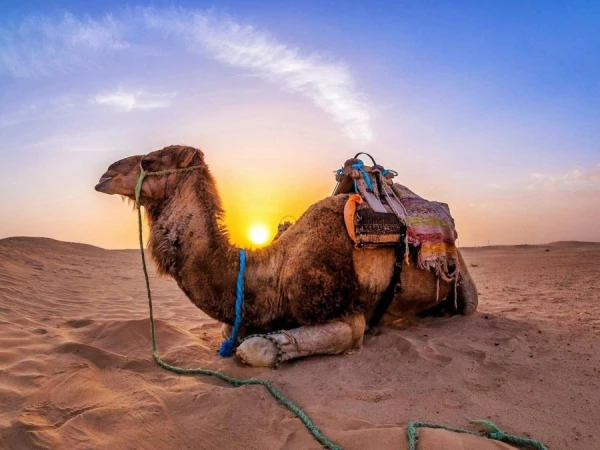 What Camels Eat in the Deserts