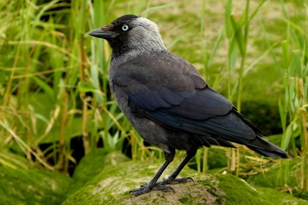 Jackdaws Vote Before Taking Off to a New Location