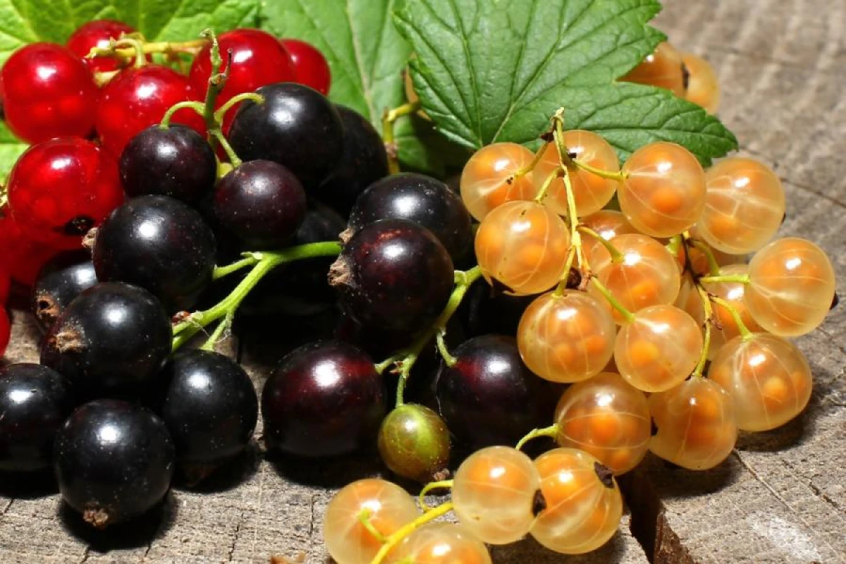 5 Secrets for Increasing Blackcurrant Yields