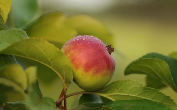 How Hammering a Nail into an Apple Tree Can Increase Yield