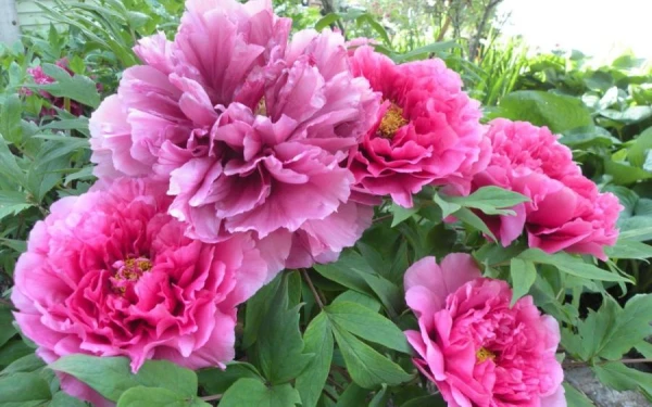 How to Make Peonies Lush and Long-Flowering