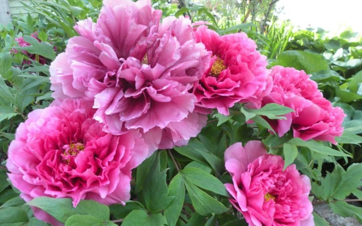 How to Make Peonies Lush and Long-Flowering