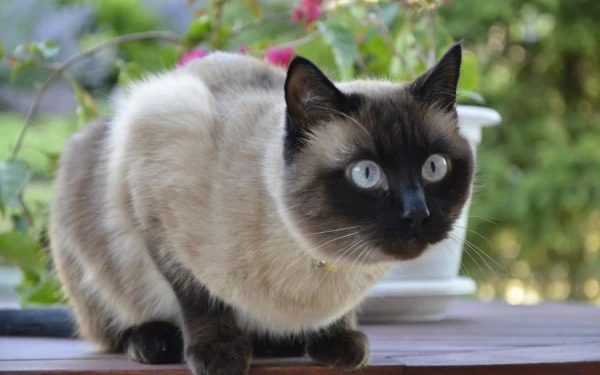 Can Cats Forgive Humans for Bad Treatment: Experts' Opinion