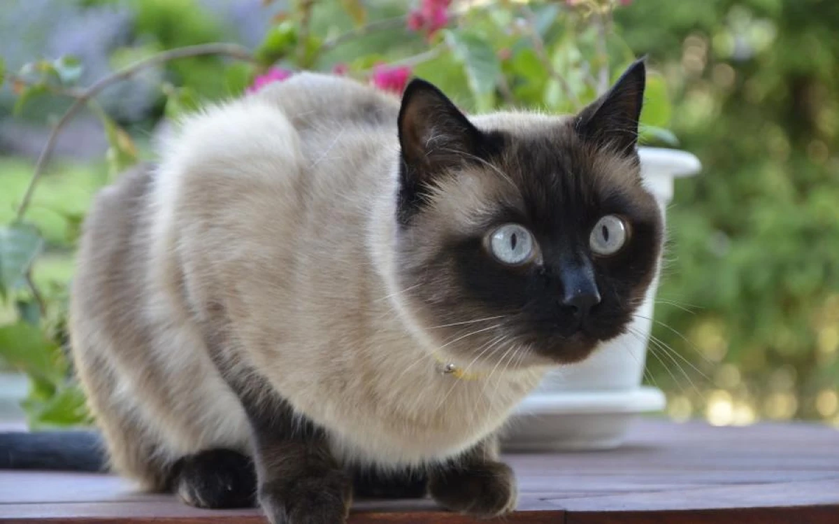 Can Cats Forgive Humans for Bad Treatment: Experts' Opinion