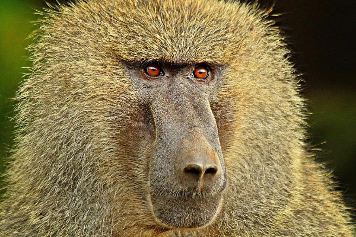 Baboons and Their Friendship: How Family Influences Social Bonds