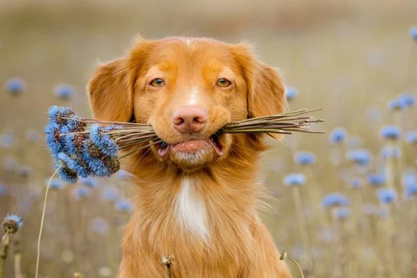 Can Dogs Smile?