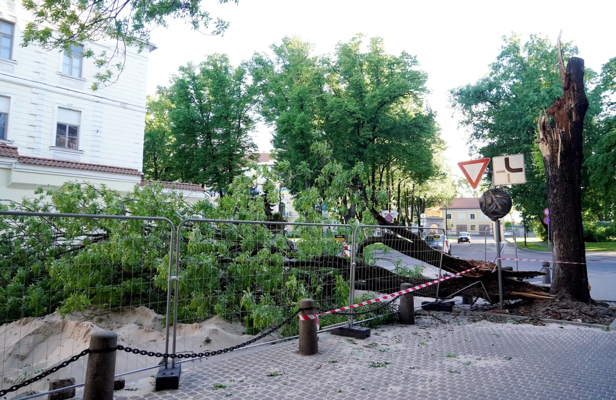 Поваленное ветром дерево