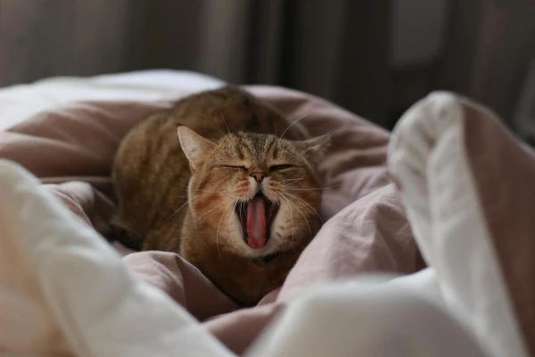 Why Cats Love to Wake People Up Early in the Morning: Experts' Explanation