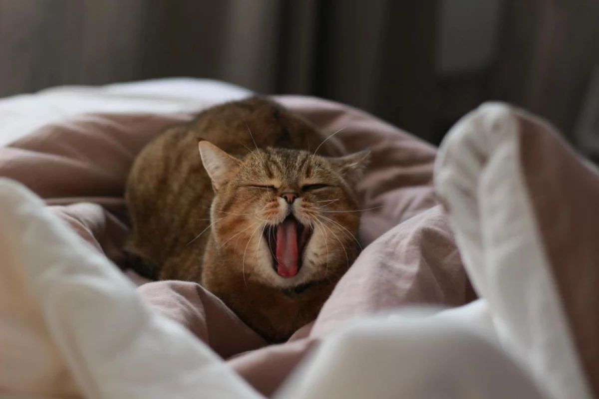 Why Cats Love to Wake People Up Early in the Morning: Experts' Explanation