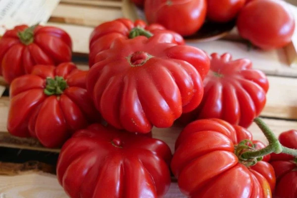 Why You Should Hilling Tomatoes: A Secret That Gardeners Don’t Know