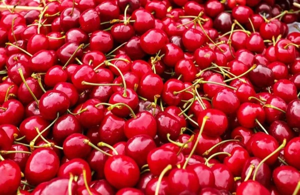 Feeding Plums and Cherries: Tips for a Bountiful Harvest