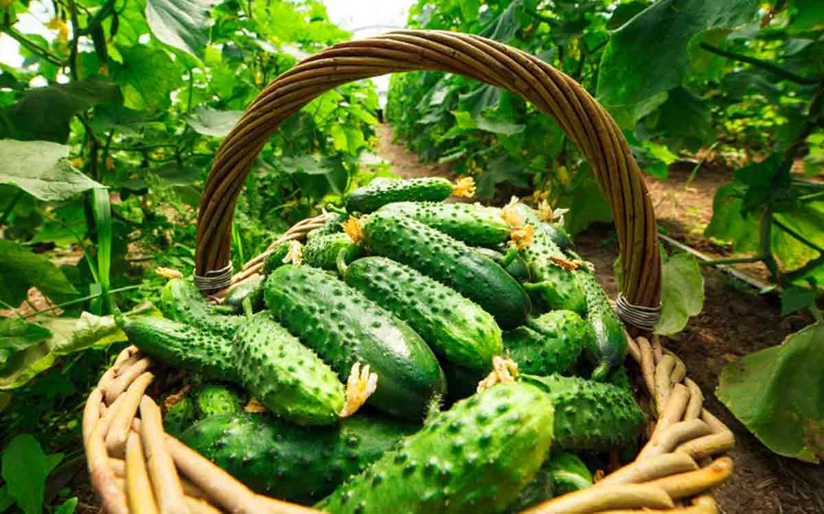 When Not to Water Cucumbers: How to Avoid Crop Loss