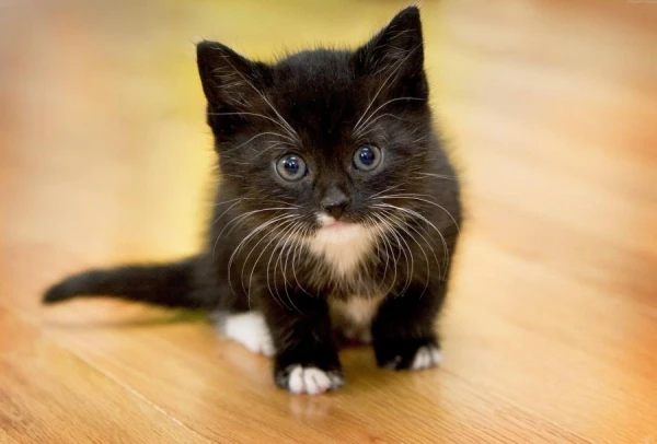 Why a Cat Follows Its Owner: Expert Explanations