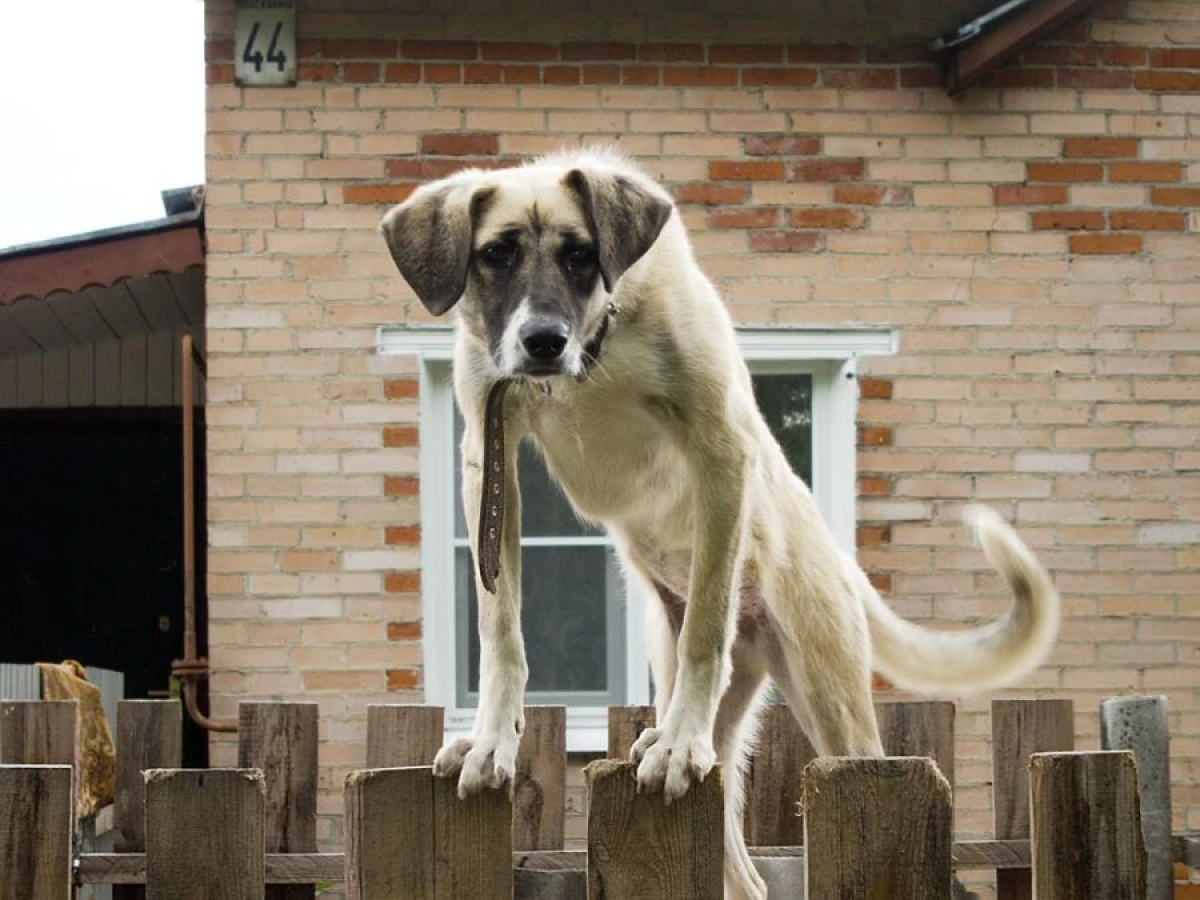 Why Dogs Chase Their Tails
