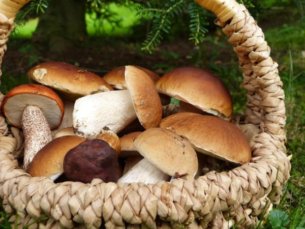 Butter Mushrooms, Chanterelles, and Others: How to Properly Cook Forest Mushrooms