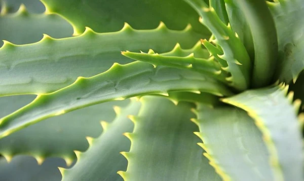 Why You Should Keep Aloe Vera in the Kitchen: The Plant's Beneficial Properties