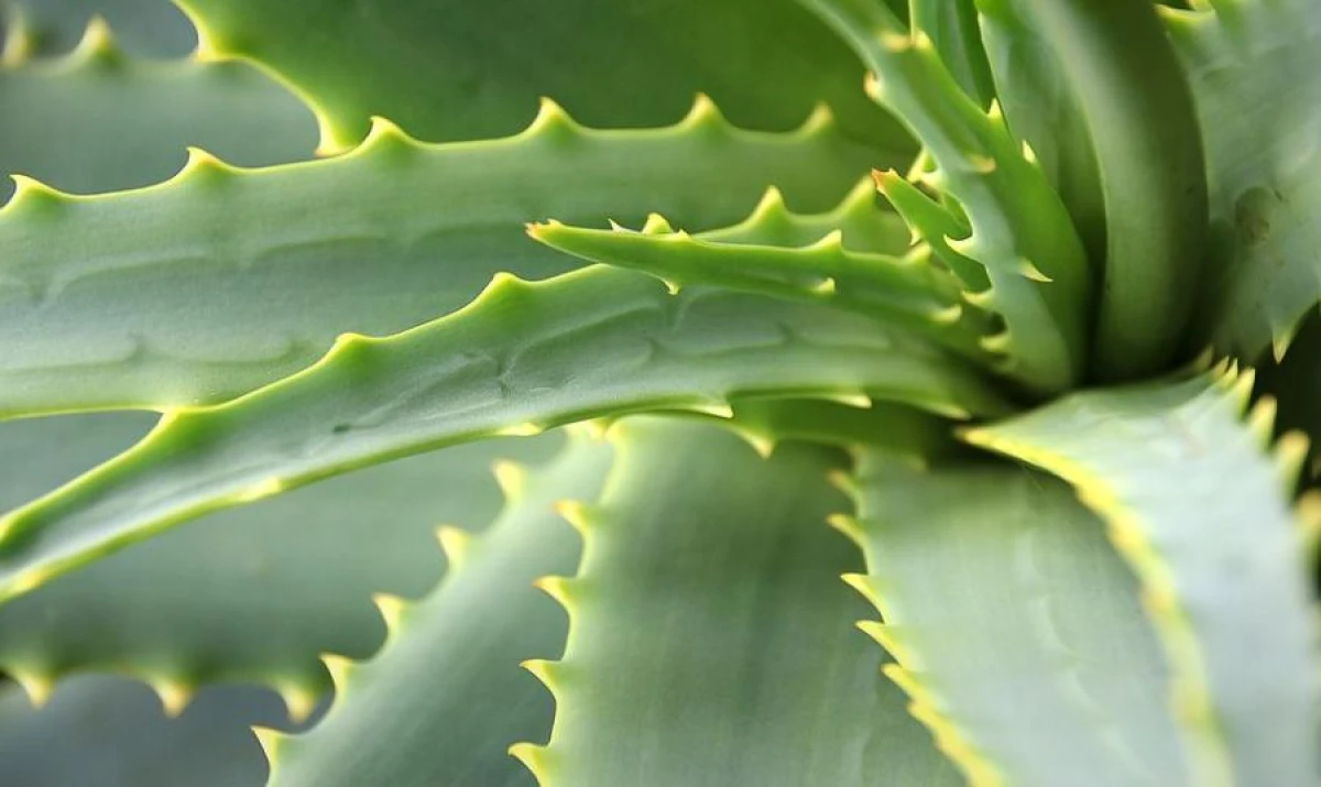 Why You Should Keep Aloe Vera in the Kitchen: The Plant's Beneficial Properties