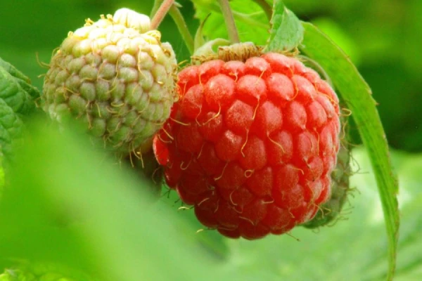 How to Properly Fertilize Raspberries for Sweet Large Berries