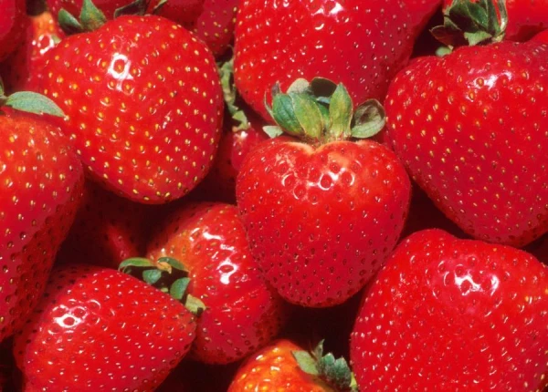How to Properly Store Strawberries: Secrets from Experienced Housewives