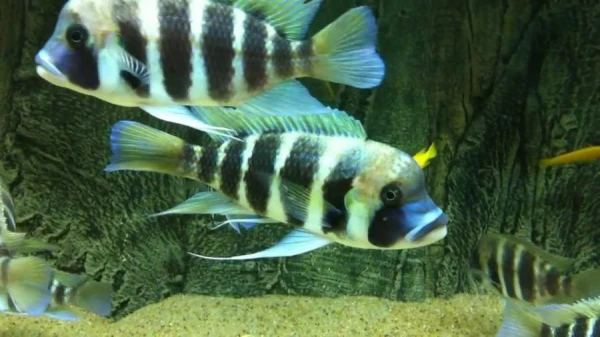How African Fish Help Each Other?