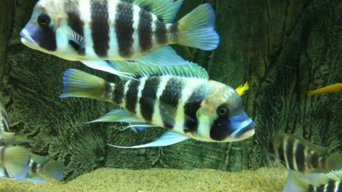 How African Fish Help Each Other?
