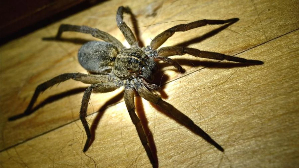On Stage: Wolf Spiders Perform 45-Minute Tap Dance to Attract Mates