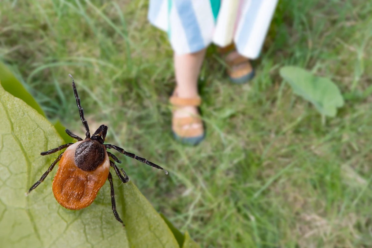 Ticks may lose their ability to infect humans: scientists make an important discovery