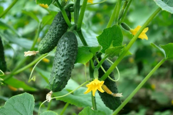Simple Fertilizer for Cucumbers: How to Water for Faster Growth